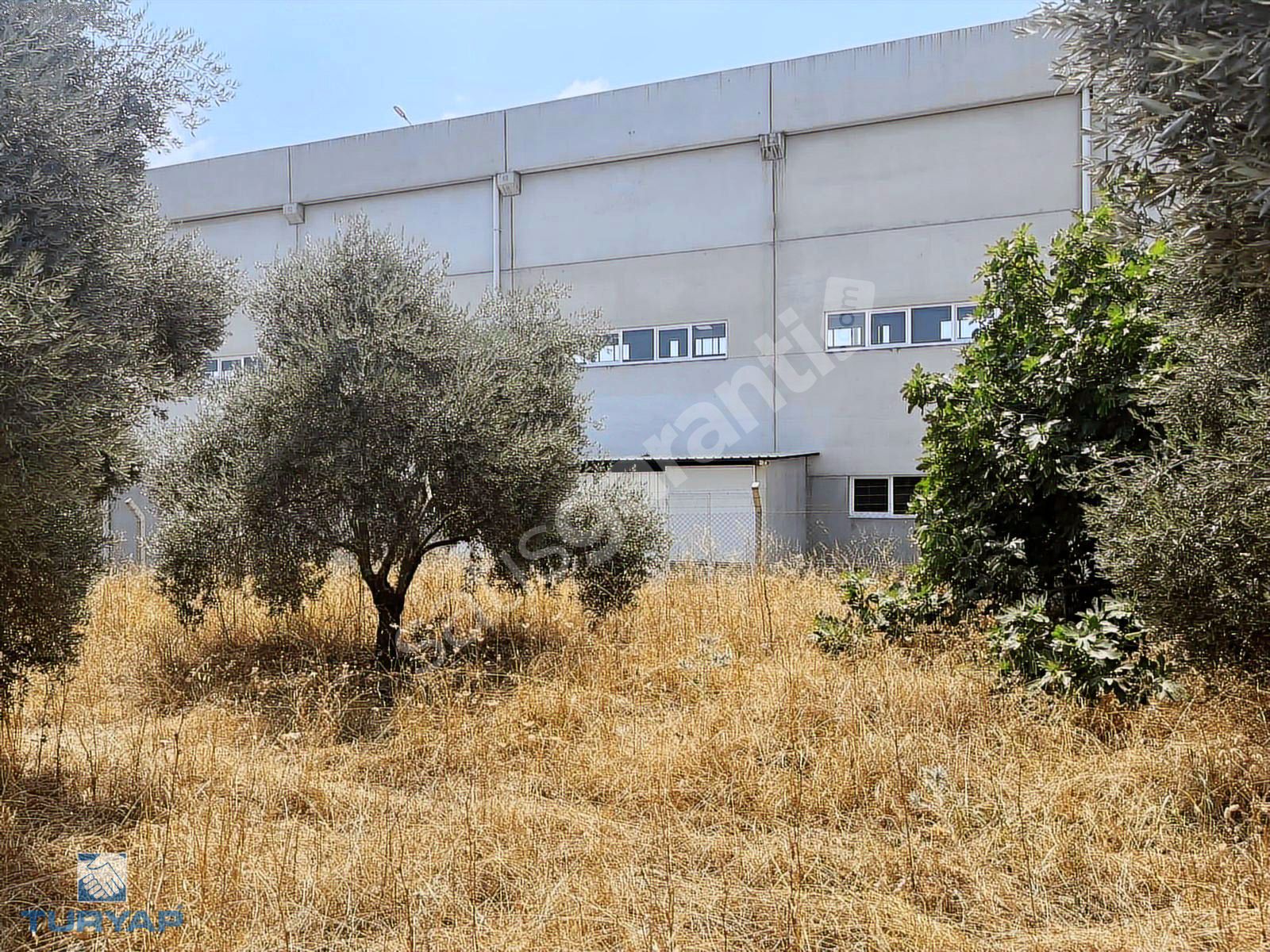 Torbalı Gazi Mustafa Kemal Mah 8274 M2 Zeytinlik Bağ Bahçe Dam