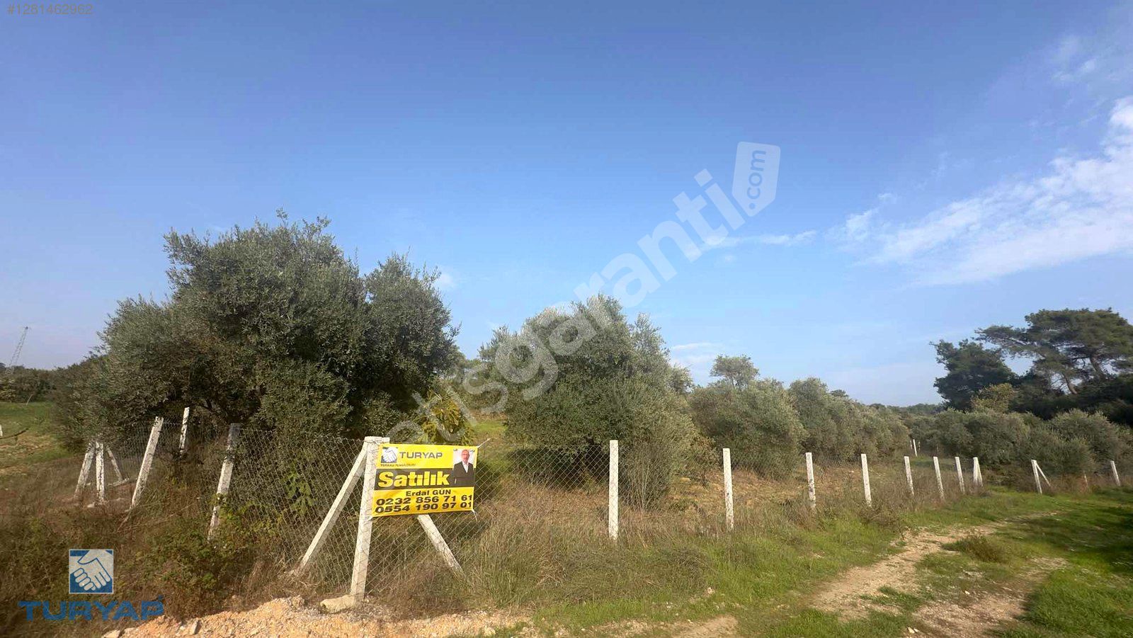 Torbalı Helvacı Mah.2745 m2 Satılık Zeytinli Tarla