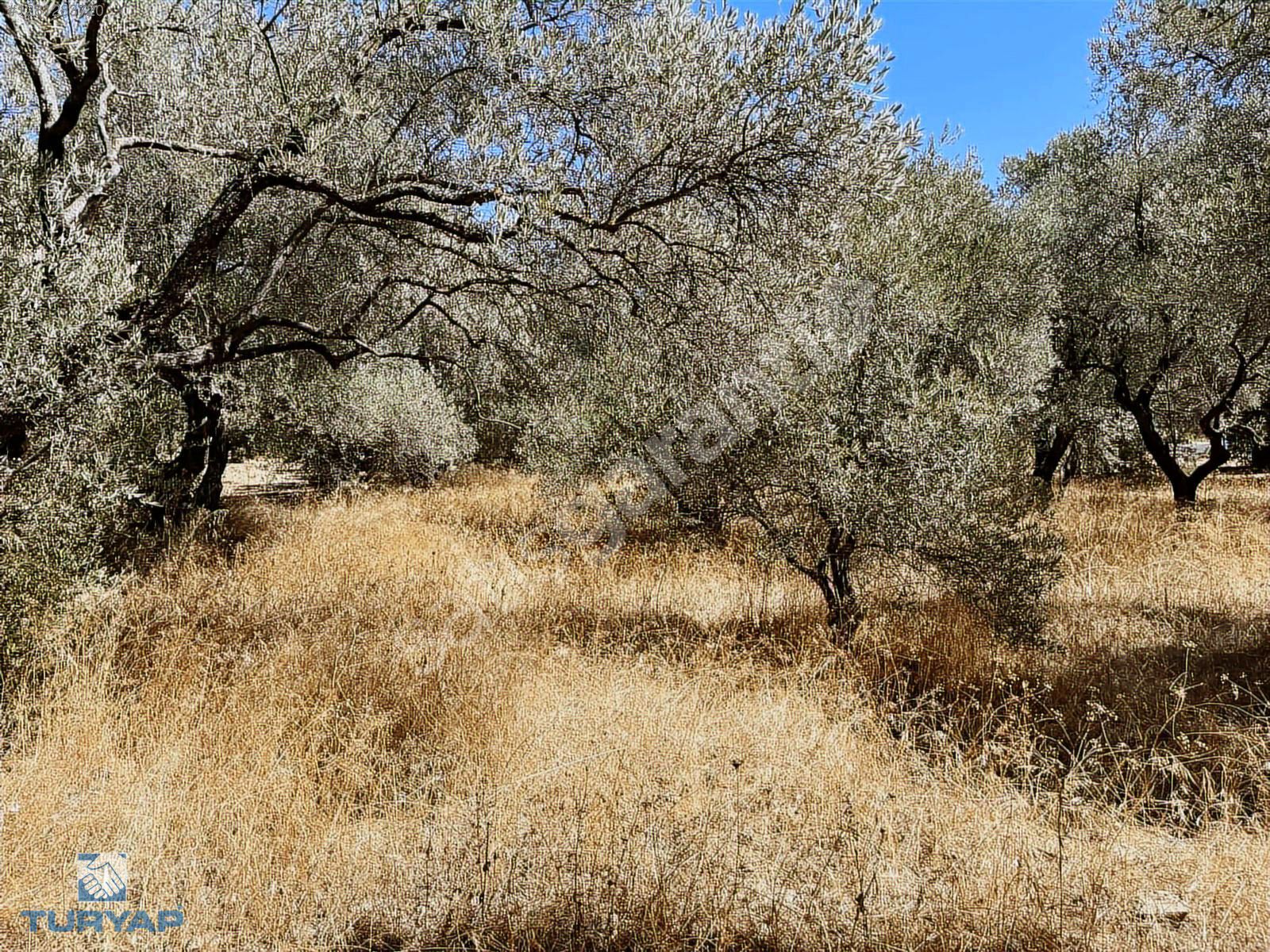 Torbalı Dirmil Mah.2788 m2 Tek Tapu Satılık Zeytinlik