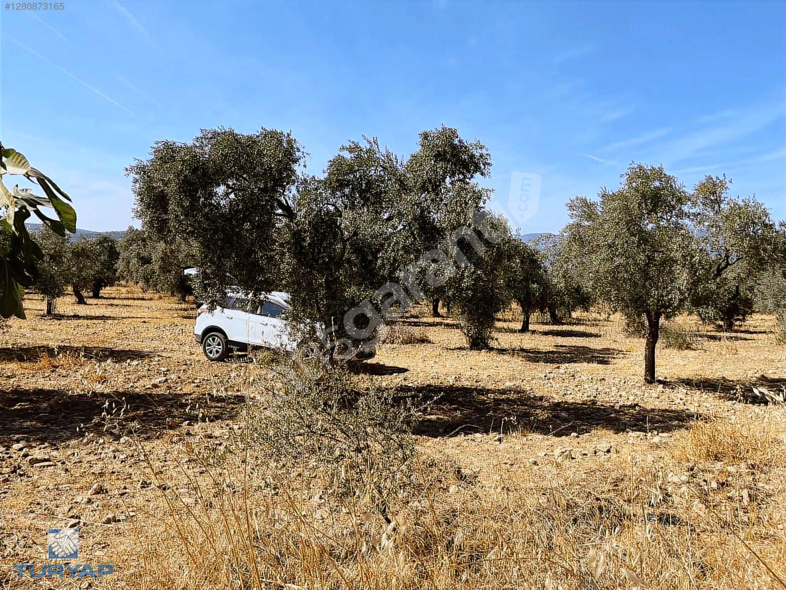 Torbalı Dirmil Mah.4309 m2 Tek Tapu Satılık Zeytinlik