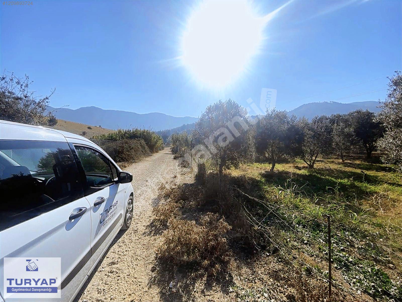 TİRE HALKAPINARDA YOLA YAKIN 3.800 M² ZEYTİNLİK 100 AĞAÇLI