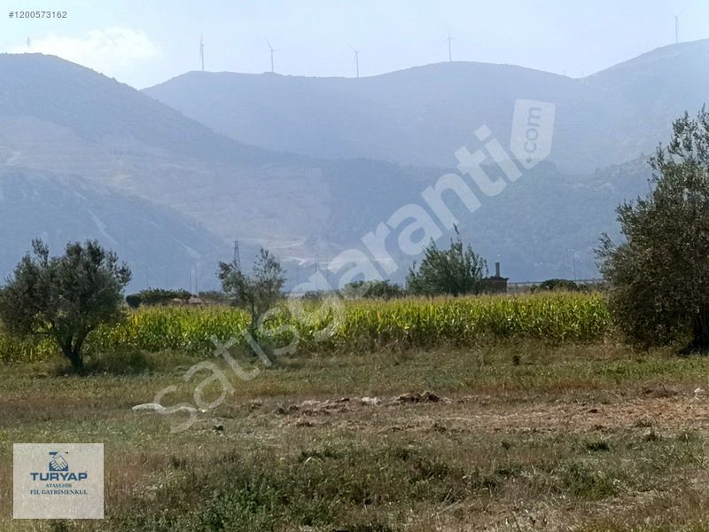 Kırkağaç Tevfikiye'de 14.710 m² verimli Ayçiçeği Tarlası Satılık