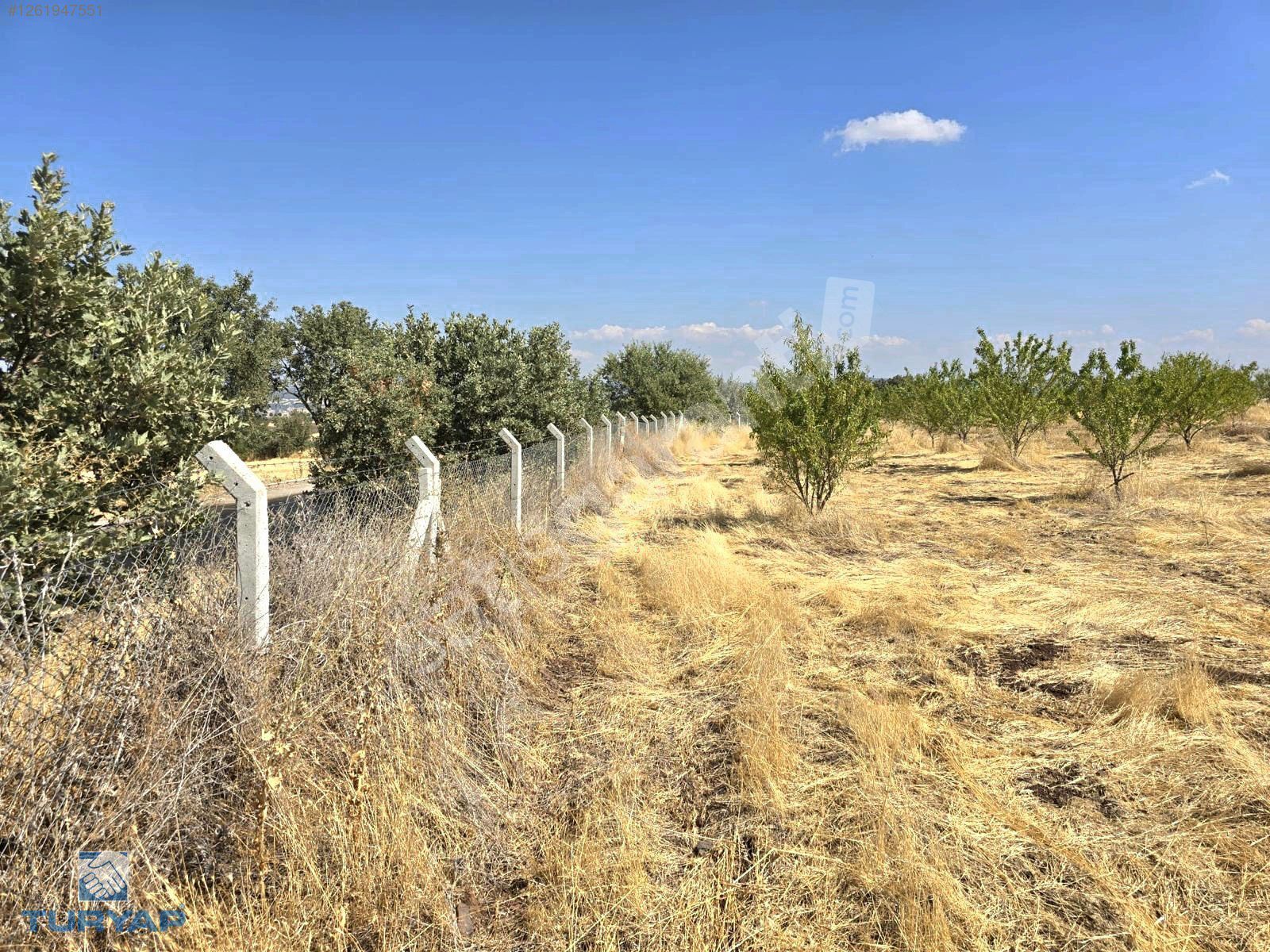 TURYAP'TAN MANİSA KULA'DA YATIRIM FIRSATI 32.800 m2 TARLA