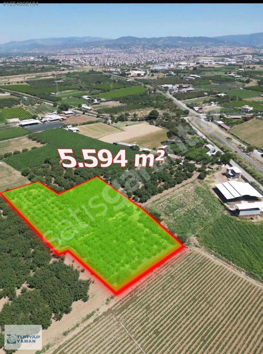 TURYAPTAN TURGUTLU OVASINDA SULAK VE VERİMLİ ZEYTİNLİK-MEYVELİK