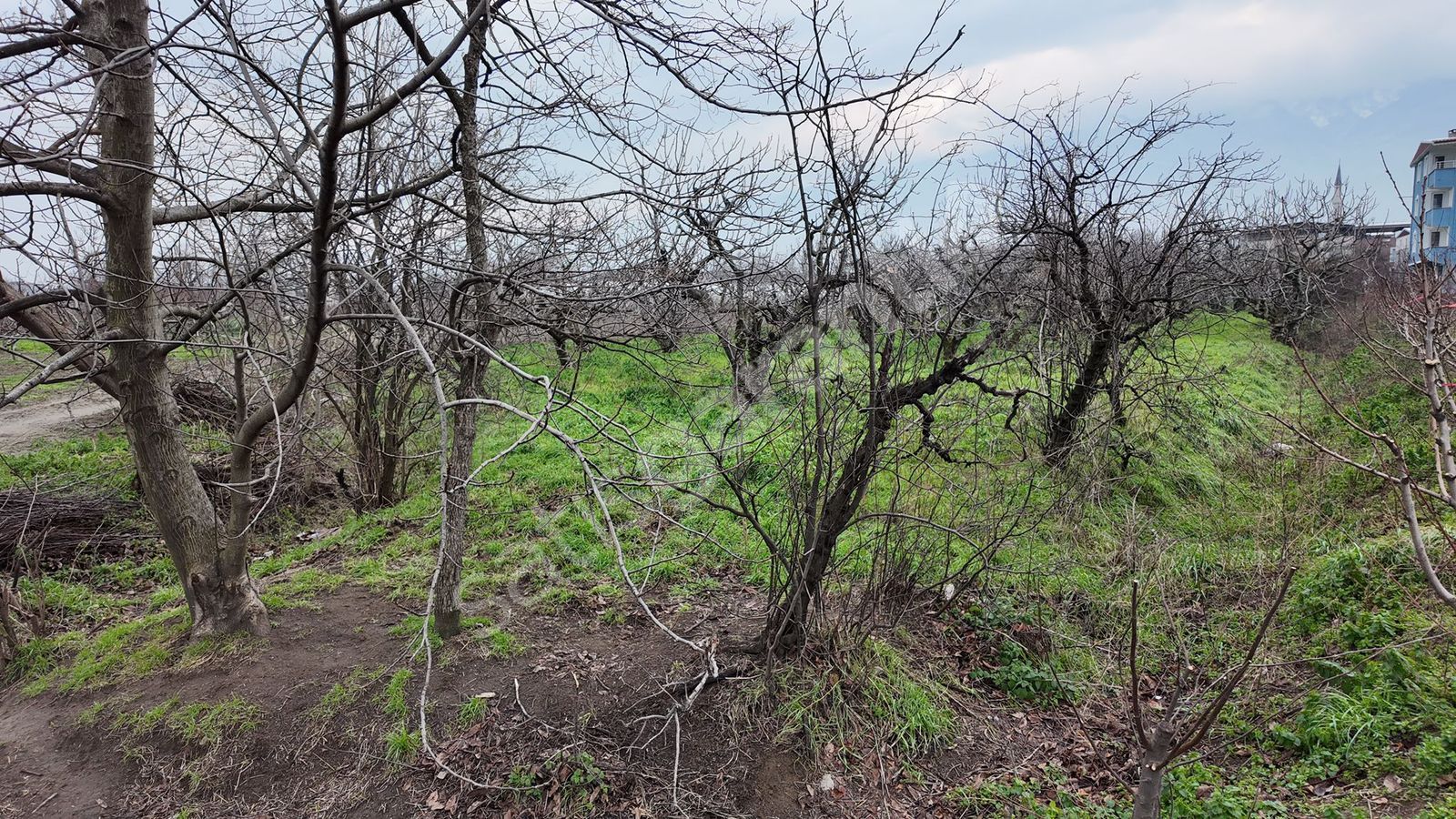 Bursa Yıldırım İsabey mah satılık 2019 m2 bahçe