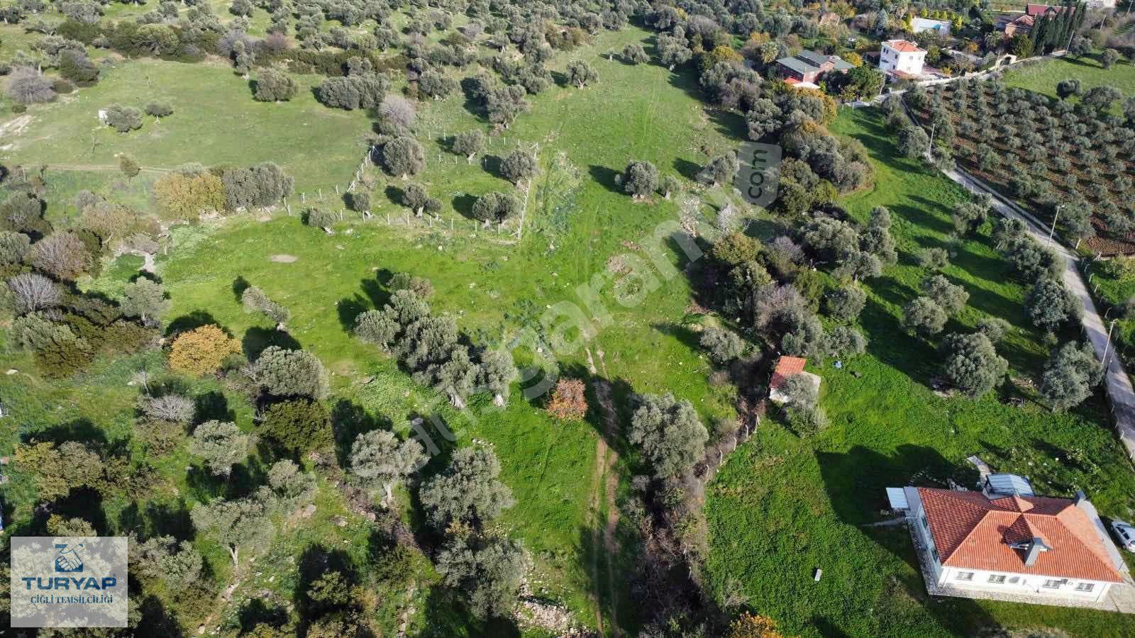 Foça Kozbeyli de Satılık 548 m2 Tarla