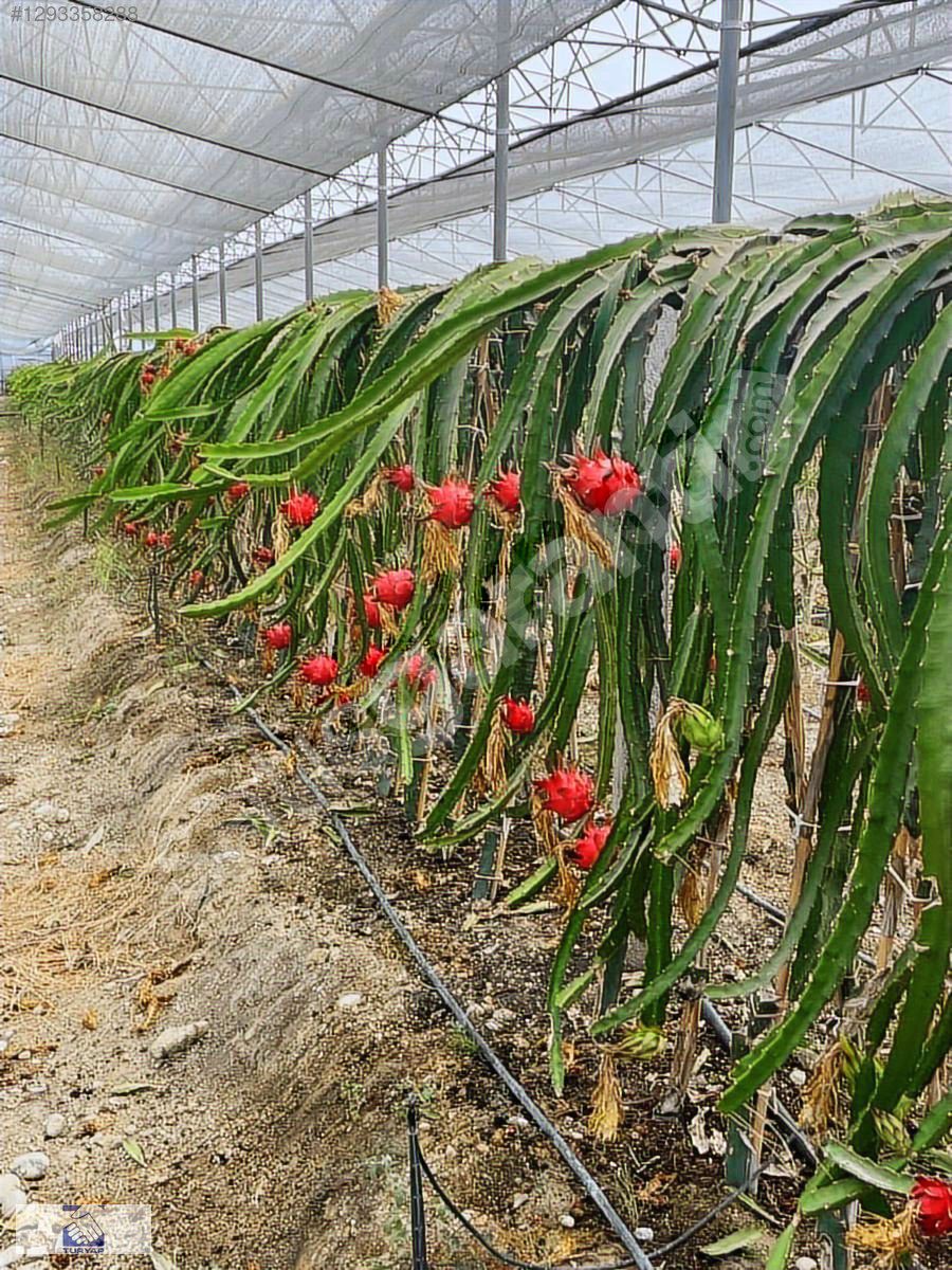 KALEMLERDE HAZIR KURULU DÜZEN DEVREN EJDER MEYVESİ SERASI