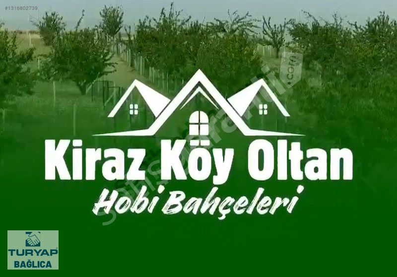 OLTAN KİRAZKÖY KOOPERATİFİNDEN 241 M2 MEYVE BAHÇELERİ