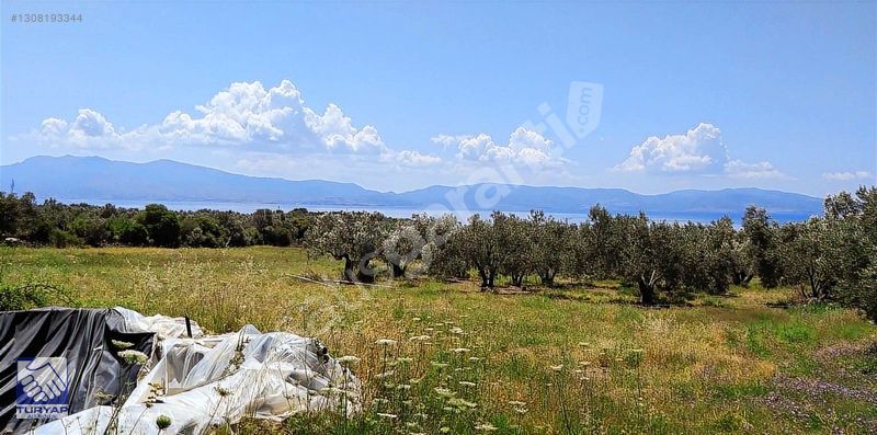 AYVACIK KOCAKÖYDE İMARA 250 MT İÇİNDE DAM OLAN ZEYTİNLİK