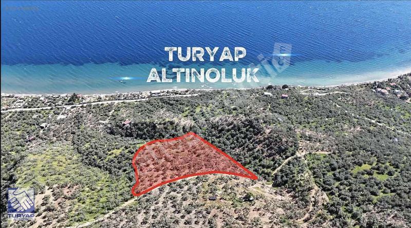 TURYAP'TAN ARIKLI'DA DENİZE 200 mt 16.127m² SATILIK ZEYTİNLİK