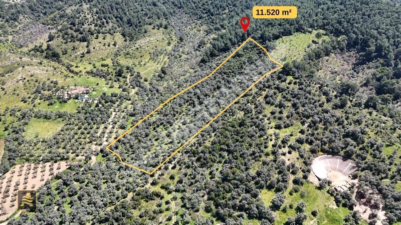 ALTIN EMLAK'tan Selimiye'de Satılık 11.520 M² Zeytinlik !