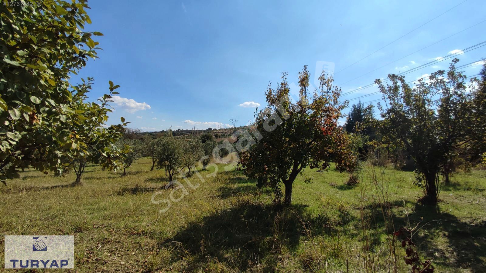 GAZİEMİR TURYAPTAN MENDERES DEREKÖYDE TEK TAPULU ZEYTİNLİ TARLA