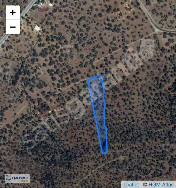 MUĞLA MİLAS OVAKIŞLACIK'TA YOLA YAKIN ZEYTİNLİK