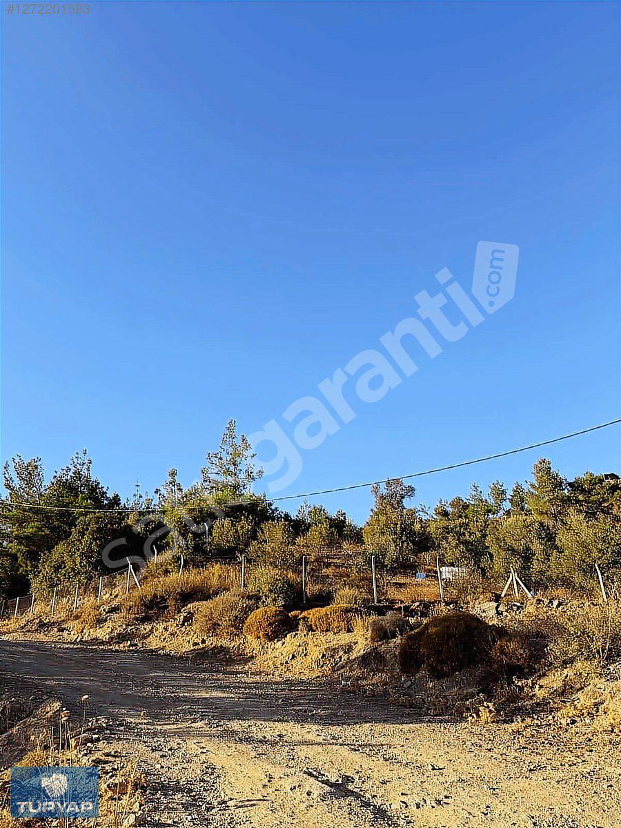 ORHANLI KÖYÜNDE 9 DÖNÜM KÖY İLE İÇ İÇE ZEYTİNLİK