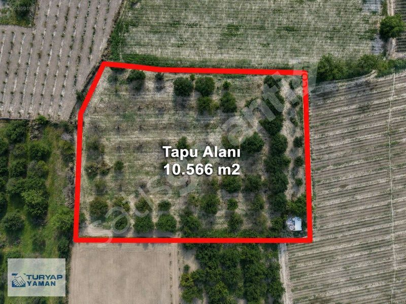 TURYAPTAN ŞEHRE YAKIN ERİKLİK
