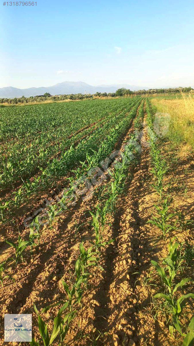 TURYAP'tan Tire Kahrat'ta 6 Dönüme Yakın Fırsat Tarla