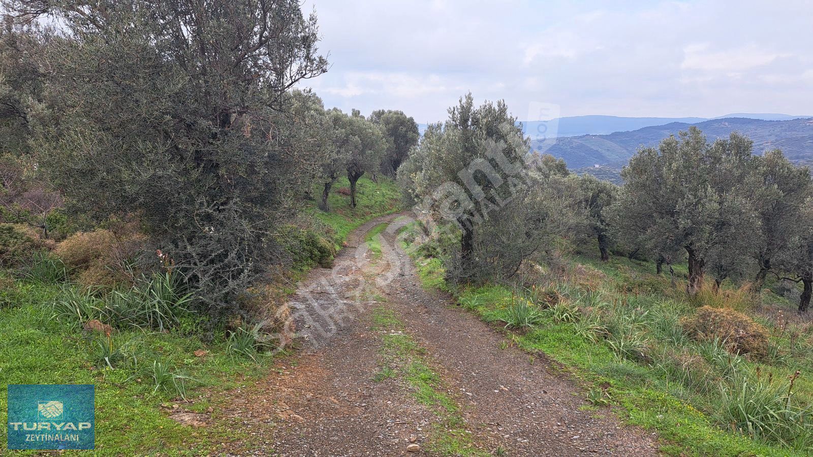 SEFERİHİSAR ULAMIŞTA 3.199 m² SATILIK ZEYTİNLİK