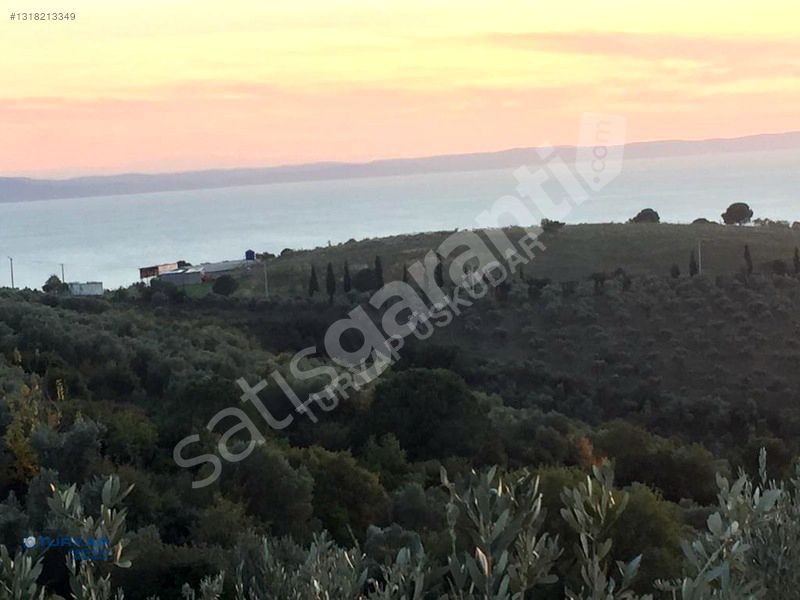 Armutlu'da 10.333m² Zeytinlik Tarla | 600 Ağaçlı Yatırım Fırsatı