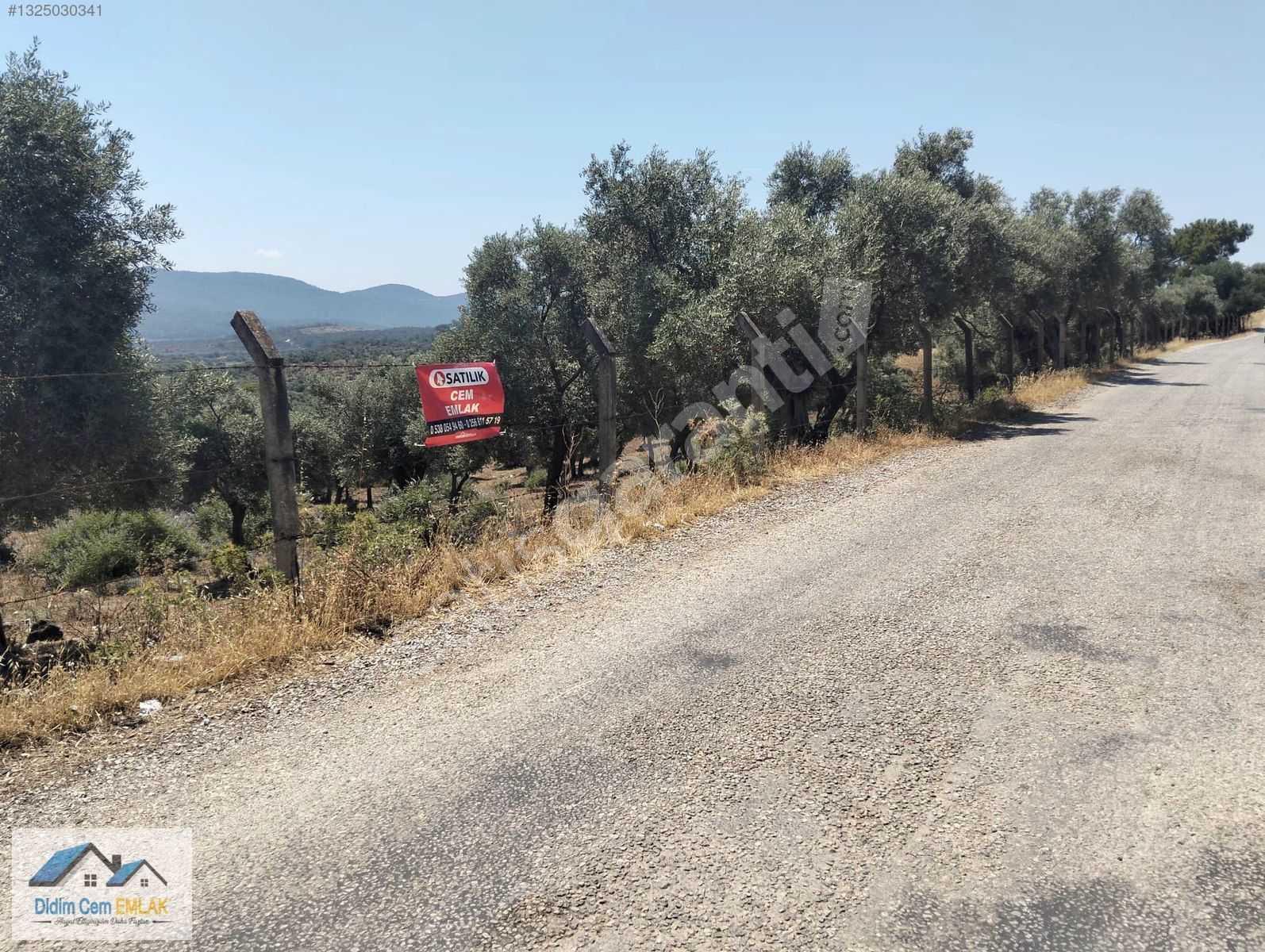 KAZIKLI KOYUNA 3 KM 29,000M2 SATILIK ZEYTİNLİK VE TARLA